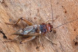 Attēlu rezultāti vaicājumam “Gryllus domesticus”