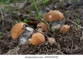 Attēlu rezultāti vaicājumam “Leccinum versipelle”