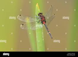 Attēlu rezultāti vaicājumam “Leucorrhinia dubia”