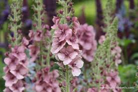 Attēlu rezultāti vaicājumam “Verbascum”