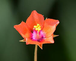 Attēlu rezultāti vaicājumam “Anagallis arvensis flower”