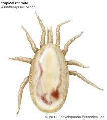 Attēlu rezultāti vaicājumam “Acari”