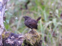 Attēlu rezultāti vaicājumam “Troglodytes troglodytes”