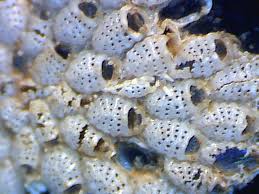 Attēlu rezultāti vaicājumam “Bryozoa”
