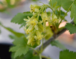 Attēlu rezultāti vaicājumam “Ribes nigrum flower”