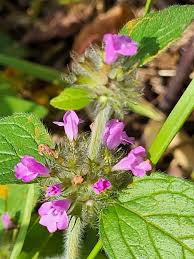 Attēlu rezultāti vaicājumam “Clinopodium vulgare leaf”