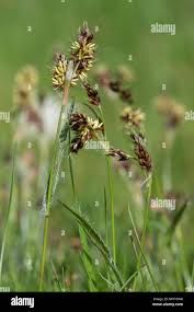 Attēlu rezultāti vaicājumam “Luzula campestris”