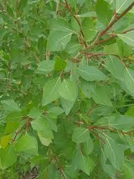 Attēlu rezultāti vaicājumam “Populus laurifolia”