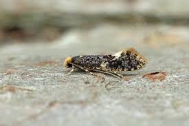 Attēlu rezultāti vaicājumam “Monopis weaverella”