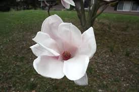 Attēlu rezultāti vaicājumam “Magnolia x soulangeana”