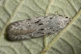 Attēlu rezultāti vaicājumam “Carpatolechia proximella”