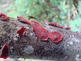 Attēlu rezultāti vaicājumam “Cytidia salicina”