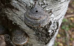 Attēlu rezultāti vaicājumam “Scardia boletella”