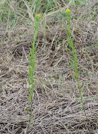 Attēlu rezultāti vaicājumam “Erysimum cheiranthoides leaf”