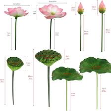 Attēlu rezultāti vaicājumam “Lotus sp. bud”