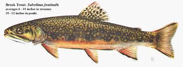 Image result for Salvelinus faroensis