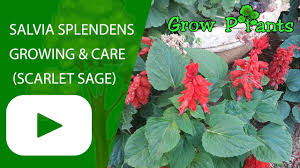 Image result for Salvia splendens