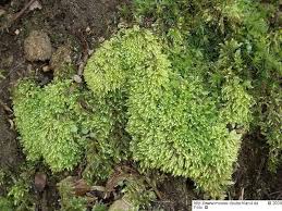 Attēlu rezultāti vaicājumam “Plagiothecium cavifolium”