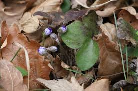 Attēlu rezultāti vaicājumam “Hepatica nobilis bud”