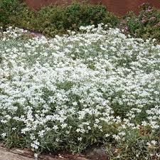 Attēlu rezultāti vaicājumam “Cerastium sylvaticum”