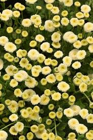 Image result for Tanacetum parthenium 'Tetraweiss'