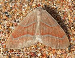 Attēlu rezultāti vaicājumam “Hylaea fasciaria”