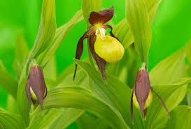 Attēlu rezultāti vaicājumam “Cypripedium calceolus flower”