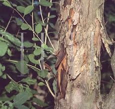 Attēlu rezultāti vaicājumam “Exochorda giraldii var. wilsonii”