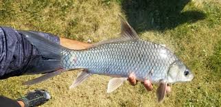 Image result for Carpiodes carpio