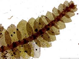 Attēlu rezultāti vaicājumam “Calypogeia azurea cells”