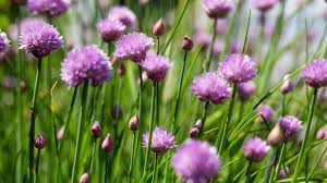 Image result for Allium schoenoprasum