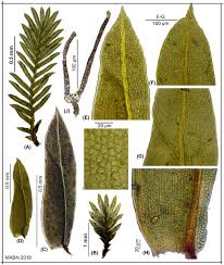 Attēlu rezultāti vaicājumam “Fissidens bryoides sporophyte”