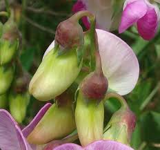 Attēlu rezultāti vaicājumam “Lathyrus sylvestris bud”