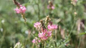 Attēlu rezultāti vaicājumam “Onobrychis arenaria fruit”