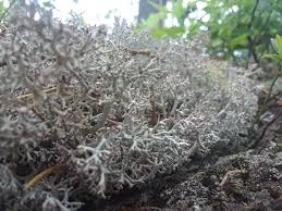 Attēlu rezultāti vaicājumam “Cladonia rangiferina”