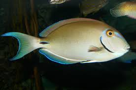 Image result for Acanthurus bahianus