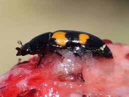 Attēlu rezultāti vaicājumam “Glischrochilus grandis”