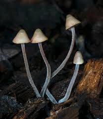 Attēlu rezultāti vaicājumam “Mycena amicta”