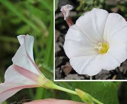 Attēlu rezultāti vaicājumam “Convolvulus arvensis flower”