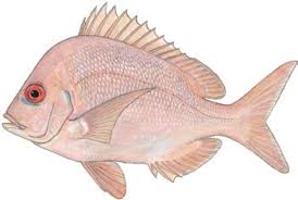 Image result for Polysteganus undulosus