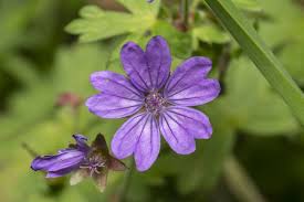 Attēlu rezultāti vaicājumam “Geranium pyrenaicum flower”