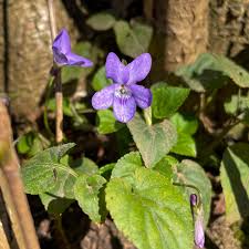 Attēlu rezultāti vaicājumam “Viola reichenbachiana”