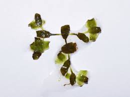 Attēlu rezultāti vaicājumam “Lemna trisulca”