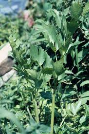 Attēlu rezultāti vaicājumam “Levisticum officinale leaf”