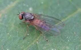 Attēlu rezultāti vaicājumam “Platypezidae”