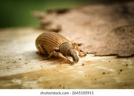 Attēlu rezultāti vaicājumam “Polydrusus mollis”