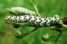 Attēlu rezultāti vaicājumam “Shargacucullia scrophulariae”