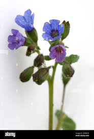 Image result for Lungenkraut