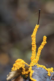 Attēlu rezultāti vaicājumam “Leocarpus sp.”