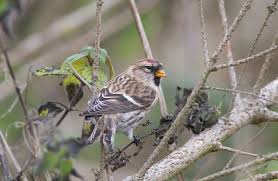 Attēlu rezultāti vaicājumam “Carduelis flammea male”